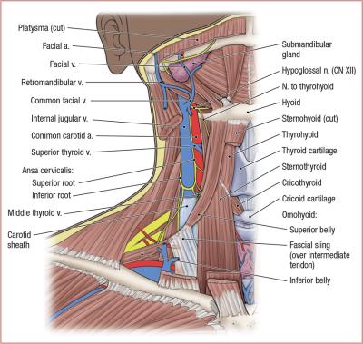 thumbs/Carotid Sheath.jpeg.jpg